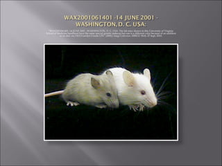"WAX2001061401 -14 JUNE 2001 - WASHINGTON, D. C. USA: The lab mice shown in this University of Virginia School of Medicine handhout have the same special genetic makeup but one is a different color because of an addition to its diet. rw/HO/Carolyn Cronin UPI." (2001):  Image Collection . EBSCO. Web. 27 Sept. 2010. 
