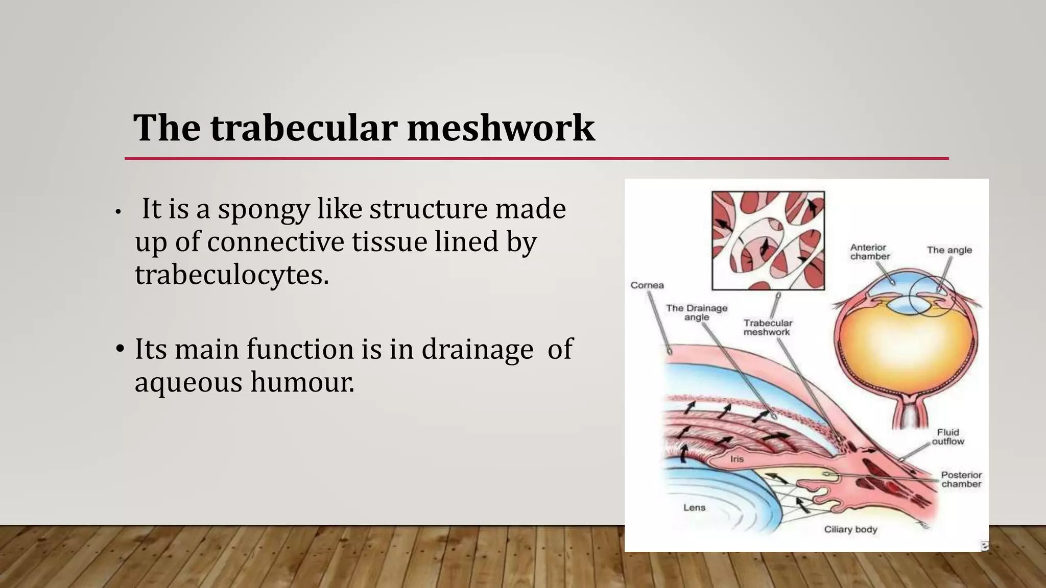 AC Anatomy- 1.pptx