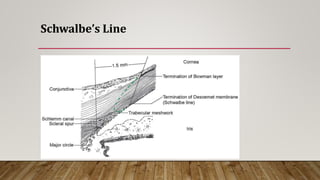 Schwalbe’s Line
 
