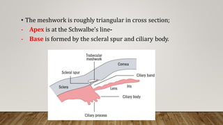 • The meshwork is roughly triangular in cross section;
- Apex is at the Schwalbe’s line-
- Base is formed by the scleral spur and ciliary body.
 