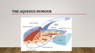 THE AQUEOUS HUMOUR
 