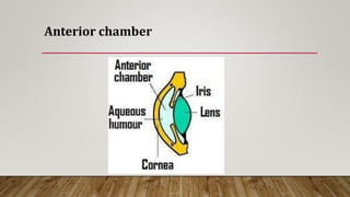 Anterior chamber
 