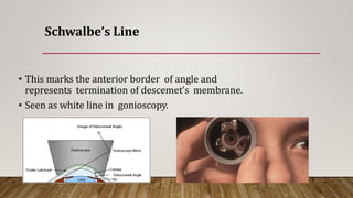 Schwalbe’s Line
• This marks the anterior border of angle and
represents termination of descemet’s membrane.
• Seen as white line in gonioscopy.
 