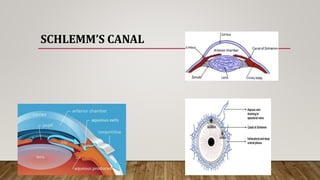 SCHLEMM’S CANAL
 