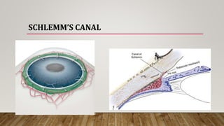 SCHLEMM’S CANAL
 