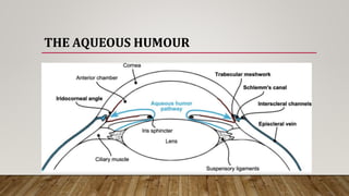 THE AQUEOUS HUMOUR
 