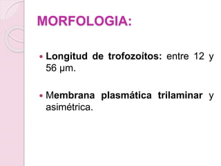 MORFOLOGIA:
 Longitud de trofozoítos: entre 12 y
56 μm.
 Membrana plasmática trilaminar y
asimétrica.
 