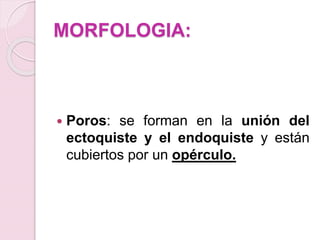 MORFOLOGIA:
 Poros: se forman en la unión del
ectoquiste y el endoquiste y están
cubiertos por un opérculo.
 