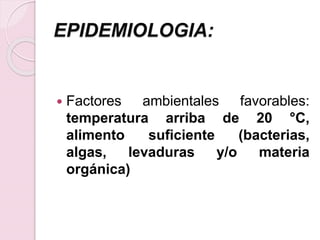 EPIDEMIOLOGIA:
 Factores ambientales favorables:
temperatura arriba de 20 °C,
alimento suficiente (bacterias,
algas, levaduras y/o materia
orgánica)
 