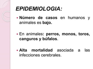 EPIDEMIOLOGIA:
 Número de casos en humanos y
animales es bajo.
 En animales: perros, monos, toros,
canguros y búfalos.
 Alta mortalidad asociada a las
infecciones cerebrales.
 