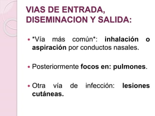 VIAS DE ENTRADA,
DISEMINACION Y SALIDA:
 *Vía más común*: inhalación o
aspiración por conductos nasales.
 Posteriormente focos en: pulmones.
 Otra vía de infección: lesiones
cutáneas.
 