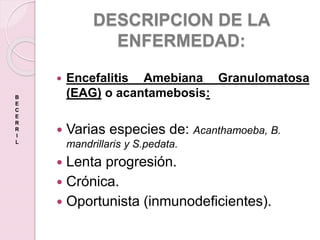 DESCRIPCION DE LA
ENFERMEDAD:
 Encefalitis Amebiana Granulomatosa
(EAG) o acantamebosis:
 Varias especies de: Acanthamoeba, B.
mandrillaris y S.pedata.
 Lenta progresión.
 Crónica.
 Oportunista (inmunodeficientes).
B
E
C
E
R
R
I
L
 