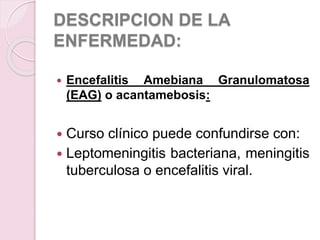 DESCRIPCION DE LA
ENFERMEDAD:
 Encefalitis Amebiana Granulomatosa
(EAG) o acantamebosis:
 Curso clínico puede confundirse con:
 Leptomeningitis bacteriana, meningitis
tuberculosa o encefalitis viral.
 