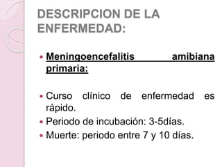 DESCRIPCION DE LA
ENFERMEDAD:
 Meningoencefalitis amibiana
primaria:
 Curso clínico de enfermedad es
rápido.
 Periodo de incubación: 3-5días.
 Muerte: periodo entre 7 y 10 días.
 