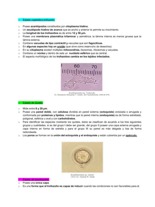 o Estado vegetativo trofozoíto:
o Posee acantópodos constituidos por citoplasma hialino.
o Un seudópodo hialino de avance que es ancho y anterior le permite su movimiento.
o La longitud de los trofozoítos es de entre 12 y 56 μm.
o Posee una membrana plasmática trilaminar y asimétrica; la lámina interna es menos gruesa que la
lámina externa.
o Contiene vacuolas de tipo contráctil y vacuolas que son fagocíticas.
o En algunas especies hay un uroide (que sirve como reservorio de desechos).
o En su citoplasma existen múltiples mitocondrias, lisosomas, ribosomas y vacuolas.
o Contiene un núcleo y dentro de este un nucléolo esférico que es central.
o El aspecto morfológico de los trofozoítos cambia en los tejidos infectados.
o Estado de Quiste:
o Mide entre 8 y 29 μm.
o Posee una pared doble, con celulosa dividida en pared externa (ectoquiste) ondulada o arrugada y
conformada por proteínas y lípidos; mientras que la pared interna (endoquiste) es de forma estrellada,
poligonal, esférica u oval y con carbohidratos.
o Para identificar las especies mediante los quistes, éstos se clasifican de acuerdo a los tres siguientes
grupos y cualidades: si es del grupo I debe ser grande, del grupo II poseer una capa externa arrugada y
capa interna en forma de estrella y para el grupo III su pared es más delgada y lisa de forma
redondeada.
o Los poros se forman en la unión del ectoquiste y el endoquiste y están cubiertos por un opérculo.
o Estado de seudoquiste:
o Posee una única capa.
o Es una forma que el trofozoíto es capaz de inducir cuando las condiciones no son favorables para el.
 