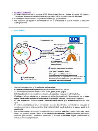  Incidencia en México:
 En México hay registro de 33 casos de MEAP, 23 de ellos en Mexicali, Sonora, Monterrey, Michoacán y
Tamaulipas. No se tienen datos confiables sólo se cuenta con la información de tres hospitales.
 Existe registro de un caso de EAG por Acantamoeba spp. que sobrevivió.
 Los problemas de reporte de enfermedad son por la probabilidad de que la infección se encuentre
subdiagnosticada.
__________________________________________________________________________________________
 Ciclo de vida:
 Comprende dos estadios: el de trofozoíto o el de quiste.
 En ambas formas puede ingresar independientemente de la época del año.
 Se encuentran ampliamente distribuidas en el aire, polvo, suelo y agua.
 El trofozoíto es la forma metabólicamente activa, infectante o invasiva en la EGA y la QA.
 El quiste es la forma latente que se presenta solo si el ambiente es hostil. *No se descarta que el quiste
pueda contactar los epitelios, transformarse en trofozoíto e invadir los tejidos del hospedero*.
 La fase vegetativa o trofozoítica lleva a cabo la división celular y su alimentación del suelo o del
agua.
 Si existen condiciones adversas (desecación, ausencia de nutrientes, acumulación de productos de
desecho, ausencia de oxígeno, cambios de pH, alta salinidad) puede inducirse la fase de quiste o de
resistencia.
 Las amibas (quistes o trofozoítos) ingresan al humano mediante tres vías, a través de los ojos dando
lugar a una queratitis severa, a través de las vías respiratorias altas y bajas dando lugar a la encefalitis
amibiana granulomatosa, enfermedad diseminada o a través de lesiones en piel, normalmente en
individuos inmunocomprometidos.
 