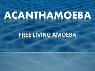 ACANTHAMOEBA
  FREE LIVING AMOEBA
 