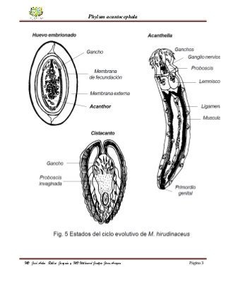 Phylum acantocephala
MV José Adán Robles Jarquín y MV Willmord Jenitzio Jiron Aragon Página 3
 