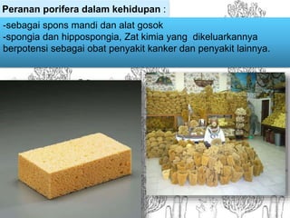 Peranan porifera dalam kehidupan :
-sebagai spons mandi dan alat gosok
-spongia dan hippospongia, Zat kimia yang dikeluarkannya
berpotensi sebagai obat penyakit kanker dan penyakit lainnya.
 