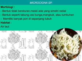 MICROCIONA SP.
Morfologi :
- Bentuk tidak beraturan,meski ada yang simetri radial
- Bentuk seperti tabung,vas bunga,mangkuk, atau tumbuhan
- Memiliki banyak pori di sepanjang tubuh
Habitat :
Air laut
 