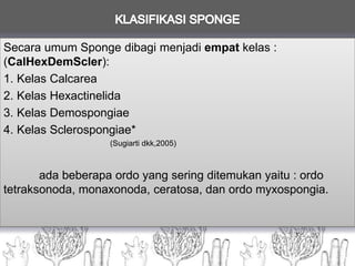 Secara umum Sponge dibagi menjadi empat kelas :
(CalHexDemScler):
1. Kelas Calcarea
2. Kelas Hexactinelida
3. Kelas Demospongiae
4. Kelas Sclerospongiae*
(Sugiarti dkk,2005)
ada beberapa ordo yang sering ditemukan yaitu : ordo
tetraksonoda, monaxonoda, ceratosa, dan ordo myxospongia.
 