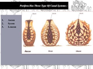 Porifera Has Three Type Of Canal Systems :
1. Ascon
2. Sycon
3. Leucon
 