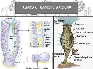 BAGIAN-BAGIAN SPONGE
 