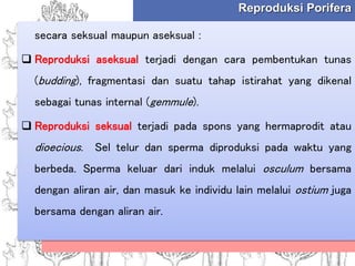Reproduksi Porifera
secara seksual maupun aseksual :
 Reproduksi aseksual terjadi dengan cara pembentukan tunas
(budding), fragmentasi dan suatu tahap istirahat yang dikenal
sebagai tunas internal (gemmule).
 Reproduksi seksual terjadi pada spons yang hermaprodit atau
dioecious. Sel telur dan sperma diproduksi pada waktu yang
berbeda. Sperma keluar dari induk melalui osculum bersama
dengan aliran air, dan masuk ke individu lain melalui ostium juga
bersama dengan aliran air.
 