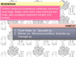 REGENERASI
1. Fresh Water, ex : Spongilla sp.
2. Marine, ex : Microciona prolifera, Suberites sp.,
Verongia sp.
HABITAT
Porifera mempunyai kemampuan melakukan regenerasi
yang tinggi. Bagian tubuh spons yang terpotong atau
rusak, akan mengalami regenerasi menjadi utuh
kembali
 