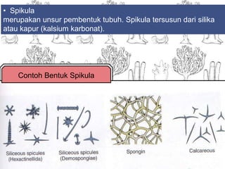 • Spikula
merupakan unsur pembentuk tubuh. Spikula tersusun dari silika
atau kapur (kalsium karbonat).
Contoh Bentuk Spikula
 