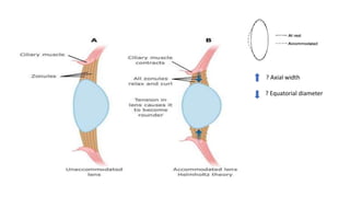 ? Axial width
? Equatorial diameter
 