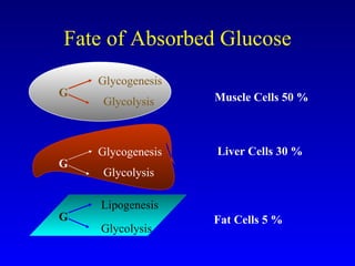 Fate of Absorbed Glucose G Glycogenesis Glycolysis Muscle Cells 50 % G Glycolysis Lipogenesis G Glycogenesis Glycolysis Liver Cells 30 % Fat Cells 5 % 