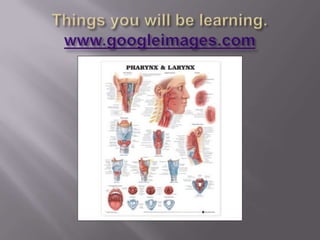 Things you will be learning. www.googleimages.com