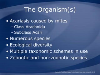 Acariasis.ppt