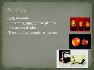 ARNdesnudo.Infectan solamente a las plantas.Resistentes al calor.Transmitidos por polen e insectos Viroides