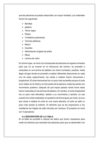 que las planarias se puedan desarrollar con mayor facilidad. Los materiales
fueron los siguientes:
➢ Bandeja
➢ plástico
➢ Tierra negra
➢ Piedra
➢ Turbelarios (planarias)
➢ Tarrinas plásticas
➢ Bisturí
➢ Guantes
➢ Alimentación (hígado de pollo)
➢ Mesa
➢ Lamina de vidrio
En primer lugar, se inició con la búsqueda de planarias en lugares húmedos
para que no se mueran en el transcurso del camino, se procedió a
colocarlas en una tarrina de plástico con tierra humedad y piedras, hasta
llegar al lugar donde se procedió a realizar diferentes disecciones en cada
uno de estos especímenes, los cortes a realizar fueron transversal y
longitudinal. El corte transversal fue un poco más accesible porque el corte
se lo realizo en la mitad y en tres partes de la planaria, todas las partes con
movimiento posterior, después de que hayan pasado varias horas estas
fueron colocadas en las tarrinas de plástico. En cambio, el corte longitudinal
fue un poco más dificultoso, debido a su movimiento y tamaño, en esa
ocasión los cortes realizados no quedaron de forma igual, por ende, se tuvo
que volver a realizar el corte en una nueva planaria, el corte ya salió un
poco más exacto al anterior. El alimento que se les proporciono a los
turbelarios fue hígado de pollo triturado por semana. El proyecto se inició
con 4 ejemplares.
4.3.DESCRIPCIÓN DE LA TABLA
En la tabla se procedió a colocar los datos que fueron necesarios para
medir los factores que necesitan las planarias para que se desarrollen con
 