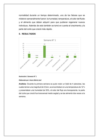 normalidad durante un tiempo determinado, uno de los fatores que se
midieron semanalmente fueron: la humedad, temperatura, el color del fluido
y el alimento que deben adquirir para que pudieran regenerar nuevos
individuos. Además de esto también se tomó en cuenta el crecimiento y la
parte del corte que creció más rápido.
5. RESULTADOS
Ilustración 1 Semana N° 1
Elaborado por: Acaro María José
Análisis: Durante la primera semana se pudo notar un total de 4 planarias, las
cuales tenían una magnitud de 0.5cm, se encontraban en una temperatura de 12°c
y presentaban una humedad de 55%, el color del flujo era transparente, la parte
del corte que creció fue transversal medio sagital y se las alimento dos veces a la
semana.
4
55%
12
1
0
2 2
0
2
4
6
8
10
12
14
Semana N° 1
 