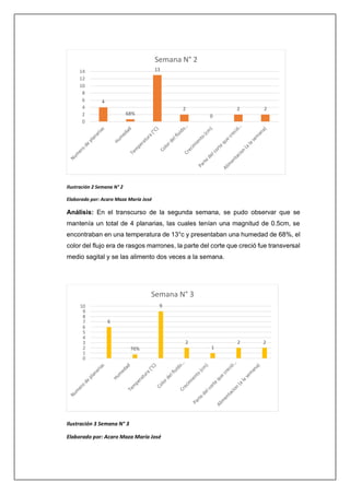 Ilustración 2 Semana N° 2
Elaborado por: Acaro Maza María José
Análisis: En el transcurso de la segunda semana, se pudo observar que se
mantenía un total de 4 planarias, las cuales tenían una magnitud de 0.5cm, se
encontraban en una temperatura de 13°c y presentaban una humedad de 68%, el
color del flujo era de rasgos marrones, la parte del corte que creció fue transversal
medio sagital y se las alimento dos veces a la semana.
Ilustración 3 Semana N° 3
Elaborado por: Acaro Maza María José
4
68%
13
2
0
2 2
0
2
4
6
8
10
12
14
Semana N° 2
6
76%
9
2
1
2 2
0
1
2
3
4
5
6
7
8
9
10
Semana N° 3
 