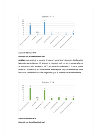 Ilustración 5 Semana N° 5
Elaborado por: Acaro Maza María José
Análisis: A lo largo de la semana 5, hubo un aumento en el número de planarias,
las cuales ascendieron a 10, además la magnitud es 0 cm, en lo que se refiere a
su temperatura esta ascendió a 14 °C, su humedad ascendió a 91 %, en lo que se
refiere al color del flujo era transparente, en esta parte se pude observa que no se
obtuvo un crecimiento en corte longitudinal y se el alimento de la misma forma
Ilustración 6 Semana N° 6
Elaborado por: Acaro Maza María José
10
91%
14
1
0
1
2
0
2
4
6
8
10
12
14
16
Semana N° 5
12
80%
10
2
3
2 2
0
2
4
6
8
10
12
14
Semana N° 6
 