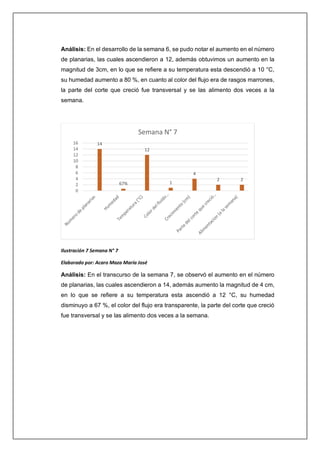 Análisis: En el desarrollo de la semana 6, se pudo notar el aumento en el número
de planarias, las cuales ascendieron a 12, además obtuvimos un aumento en la
magnitud de 3cm, en lo que se refiere a su temperatura esta descendió a 10 °C,
su humedad aumento a 80 %, en cuanto al color del flujo era de rasgos marrones,
la parte del corte que creció fue transversal y se las alimento dos veces a la
semana.
Ilustración 7 Semana N° 7
Elaborado por: Acaro Maza María José
Análisis: En el transcurso de la semana 7, se observó el aumento en el número
de planarias, las cuales ascendieron a 14, además aumento la magnitud de 4 cm,
en lo que se refiere a su temperatura esta ascendió a 12 °C, su humedad
disminuyo a 67 %, el color del flujo era transparente, la parte del corte que creció
fue transversal y se las alimento dos veces a la semana.
14
67%
12
1
4
2 2
0
2
4
6
8
10
12
14
16
Semana N° 7
 
