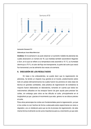 Ilustración 8 Semana N° 8
Elaborado por: Acaro Maza María José
Análisis: En la semana 8, se pudo observar un aumento notable de planarias las
cuales alcanzaron un número de 16, sus medidas también ascendieron llegando
a 5cm, en lo que se refiere a su temperatura esta ascendió a 15 °C, su humedad
disminuyo a 70 %, el color del flujo era transparente, la parte del corte que creció
fue transversal y se las alimento dos veces a la semana.
6. DISCUSIÓN DE LOS RESULTADOS
En base a los antecedentes, se puede decir que la regeneración de
planarias, ha tenido un impacto muy grande en el mundo, predominando sobre
todo en países latinoamericanos los cuales fueron los pioneros en esta clase de
técnica en grandes cantidades, esta práctica de regeneración de turbelarios la
mayoría fueron elaborados en laboratorios, tomando en cuenta que todos los
instrumentos utilizados en los ensayos fueron de gran ayuda para precisar los
cortes, sin embargo para otros se les dificulto el corte, principalmente en el
longitudinal ya que gracias al movimiento que esta genero no se obtuvo preciso
el corte.
Para otros personajes los cortes son fundamentales para la regeneración, ya que
si los cortes no son hechos de forma a adecuada estos especímenes se viene a
degradar y es un obstáculo para que se de el proceso de regeneración, de esta
misma forma el alimento es de suma importancia para su crecimiento ya que esto
16
70%
15
1
5
2 2
0
2
4
6
8
10
12
14
16
18
Semana N°8
 