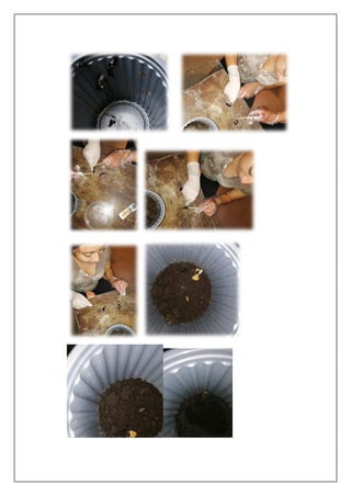 Regeneración de Planarias