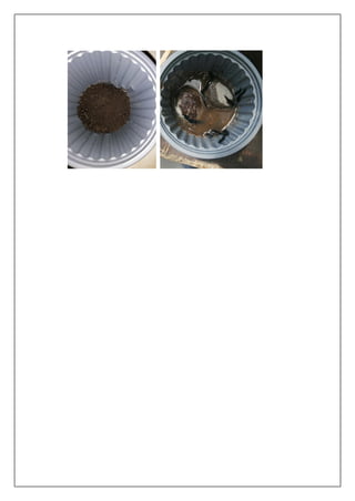 Regeneración de Planarias