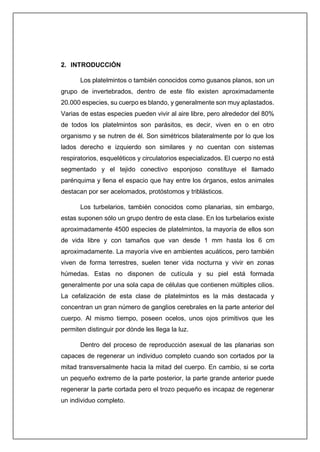 2. INTRODUCCIÓN
Los platelmintos o también conocidos como gusanos planos, son un
grupo de invertebrados, dentro de este filo existen aproximadamente
20.000 especies, su cuerpo es blando, y generalmente son muy aplastados.
Varias de estas especies pueden vivir al aire libre, pero alrededor del 80%
de todos los platelmintos son parásitos, es decir, viven en o en otro
organismo y se nutren de él. Son simétricos bilateralmente por lo que los
lados derecho e izquierdo son similares y no cuentan con sistemas
respiratorios, esqueléticos y circulatorios especializados. El cuerpo no está
segmentado y el tejido conectivo esponjoso constituye el llamado
parénquima y llena el espacio que hay entre los órganos, estos animales
destacan por ser acelomados, protóstomos y triblásticos.
Los turbelarios, también conocidos como planarias, sin embargo,
estas suponen sólo un grupo dentro de esta clase. En los turbelarios existe
aproximadamente 4500 especies de platelmintos, la mayoría de ellos son
de vida libre y con tamaños que van desde 1 mm hasta los 6 cm
aproximadamente. La mayoría vive en ambientes acuáticos, pero también
viven de forma terrestres, suelen tener vida nocturna y vivir en zonas
húmedas. Estas no disponen de cutícula y su piel está formada
generalmente por una sola capa de células que contienen múltiples cilios.
La cefalización de esta clase de platelmintos es la más destacada y
concentran un gran número de ganglios cerebrales en la parte anterior del
cuerpo. Al mismo tiempo, poseen ocelos, unos ojos primitivos que les
permiten distinguir por dónde les llega la luz.
Dentro del proceso de reproducción asexual de las planarias son
capaces de regenerar un individuo completo cuando son cortados por la
mitad transversalmente hacia la mitad del cuerpo. En cambio, si se corta
un pequeño extremo de la parte posterior, la parte grande anterior puede
regenerar la parte cortada pero el trozo pequeño es incapaz de regenerar
un individuo completo.
 