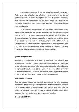 La forma de reproducirse de manera natural es mediante yemas, por
fisión transversal a la altura de la faringe regenerando cada una de las
partes un individuo completo. Unas pocas especies de planarias terrestres
son capaces de reproducirse por arquitomía donde un individuo se
fragmenta en varios trozos que dan lugar a quistes de los que emergen
nuevos individuos.
Las células totipotentes son las células madre embrionarias, estas
se forman en el momento en el que el óvulo se une con un espermatozoide
para formar el cigoto y pueden generar cualquier tipo de célula, tejido u
órgano del cuerpo. La totipotencia celular es aquella que se define como
la capacidad que tiene cualquier célula de generar células diferenciadas a
un organismo, de esta manera da la regeneración de dicho organismo. Por
otro lado, es aquella célula que puede expresar su genoma completo
obtenido de células madre que surgió por división celular.
¿Por qué el proyecto?
El proyecto se realizó con el propósito de incentivar a las personas a la
investigación y excursión, utilización de diferentes técnicas donde reciban
un conocimiento más amplio sobre los métodos que se llevará a cabo para
la reproducción de planarias. Con el objetivo de observar la transformación
que se da dentro de los turbelarios, tomando en cuenta el proceso biológico
que cumplen las planarias al cabo de un tiempo determinado.
¿Para que el proyecto?
Este proyecto se realizará con el único fin de recolectar planarias como una
herramienta de aprendizaje, donde podremos ir observando cada proceso
de regeneración que se irán dando en cada una de ellas al cabo de un
tiempo, de tal motivo, este nos ayudará a despejar todas las dudas sobre
su desarrollo o comportamiento que se generará en ellas.
3. ANTECEDENTES
 