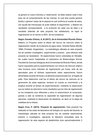 se genere un nuevo individuo y l observación se debe realizar cada 4 días
para ver el comportamiento de las mismas, el cual esta puede generar
fluidos o generar restos de la especie el cual confirma la muerte de estos,
con ayuda del microscopio se pudo realizar el seguimiento y obtener los
resultados correspondiente a la evolución de cada una de ellas y el
resultado obtenido de este proyecto fue satisfactorio, se logró la
regeneración en al menos un 80% de los turbelarios.
Según Canales Chávez, A, B (2017), de la Universidad Ricardo Palma.
Elaboro un Proyecto sobre el efecto del cloruro de mercurio sobre la
regeneración celular de la planaria de agua dulce, Girardia festae (Borelli,
1898) (Tricladia: Dugesiidae). La metodología utilizada en este proyecto
fue de carácter investigativo, experimental y practico , para efectuar este
proyecto se necesitaron 54 especímenes fueron colectadas en Obrajillo,
las cuales fueron trasladadas al Laboratorio de Biotecnología Animal,
Facultad de Ciencias biológicas de la Universidad de Ricardo Palma, donde
fueron expuestas para la experimentación con cloruro de mercurio (HgCl2)
este funciona como indicador de regeneración por horas, ante de ser
ejecutadas para el dichoso experimento estos especímenes fueron
alimentadas durante 48 horas y el alimento proporcionado fue el hígado de
pollo. Para determinar cuál fue el efecto del cloruro de mercurio en la
generación de estas especies, tomaron en cuenta su crecimiento y la
longitud durante el tiempo de experimentación, mediante la observación
que se realizó se obtuvieron como resultados que los días de regeneración
en los turbelarios eran diferentes y otros no sobrevivieron al compuesto,
gracias a esto se evidencio la capacidad de regeneración de algunas
planarias, mediante la observación de blastema, es decir en la etapa de
metafase de la mitosis.
Según Cruz, P. (2013). Proyecto de regeneración. Este proyecto fue
realizado en las aulas de laboratorio de biología con ayuda del docente, la
metodología utilizada en este proyecto fue de carácter experimental,
practico e investigativo, siguiendo la literatura consultada para la
regeneración de esta especie de platelmintos dura aproximadamente 2
 