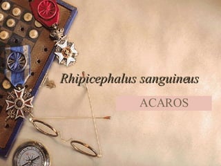   Rhipicephalus sanguineus ACAROS 