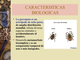 CARACTERISTICAS BIOLOGICAS La garrapata es un artrópodo de ocho patas ,  de amplia distribución mundial , infesta diversas especies animales y  accidentalmente al hombre.   Desarrolla  metamorfosis incompleta y es un ectoparásito temporal de uno o más huéspedes.  