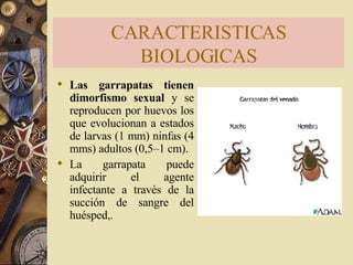 Las garrapatas tienen dimorfismo sexual  y se reproducen por huevos los que evolucionan a estados de larvas (1 mm) ninfas (4 mms) adultos (0,5–1 cm).  La garrapata puede adquirir el agente infectante a través de la succión de sangre del huésped,. CARACTERISTICAS BIOLOGICAS 