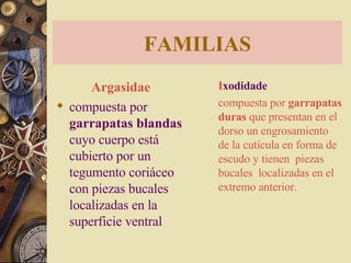 FAMILIAS Argasidae   compuesta por  garrapatas blandas  cuyo cuerpo está cubierto por un tegumento coriáceo con piezas bucales localizadas en la superficie ventral   I xodidade  compuesta por  garrapatas duras  que presentan en el dorso un engrosamiento de la cutícula en forma de escudo y tienen  piezas bucales  localizadas en el extremo anterior.   